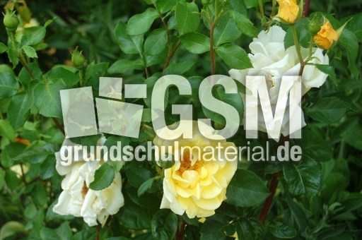 Strauchrose_2.JPG